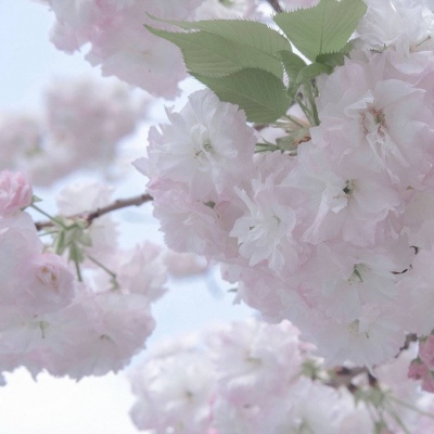 嵊泗福瑞交流群